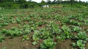 Freshly Harvested Cabbage for Sale
