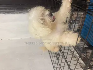 3-6 months Male Purebred Poodle
