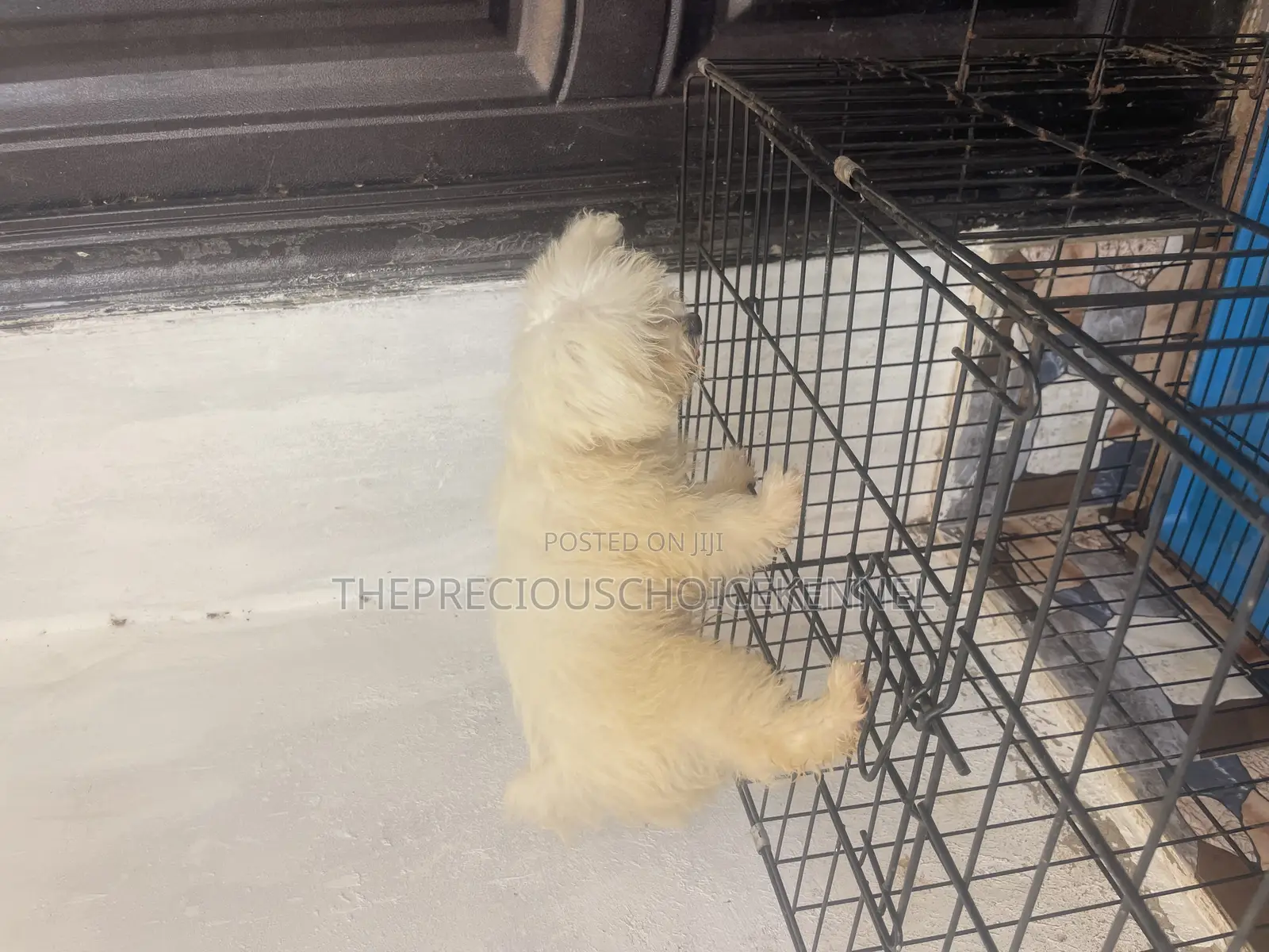 3-6 months Male Purebred Poodle