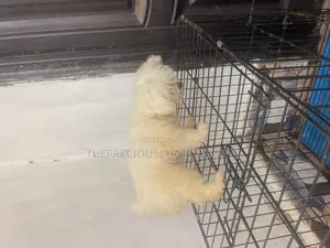 3-6 months Male Purebred Poodle