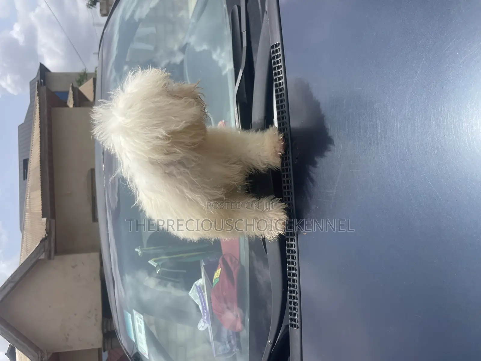 3-6 months Male Purebred Poodle
