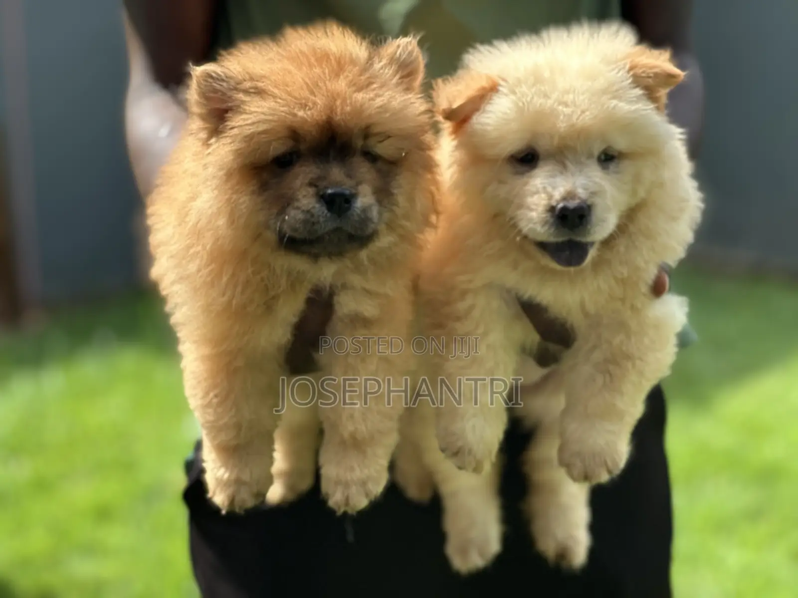 1-3 months Female Purebred Chow Chow