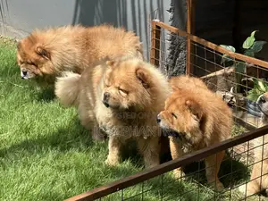 1-3 months Female Purebred Chow Chow