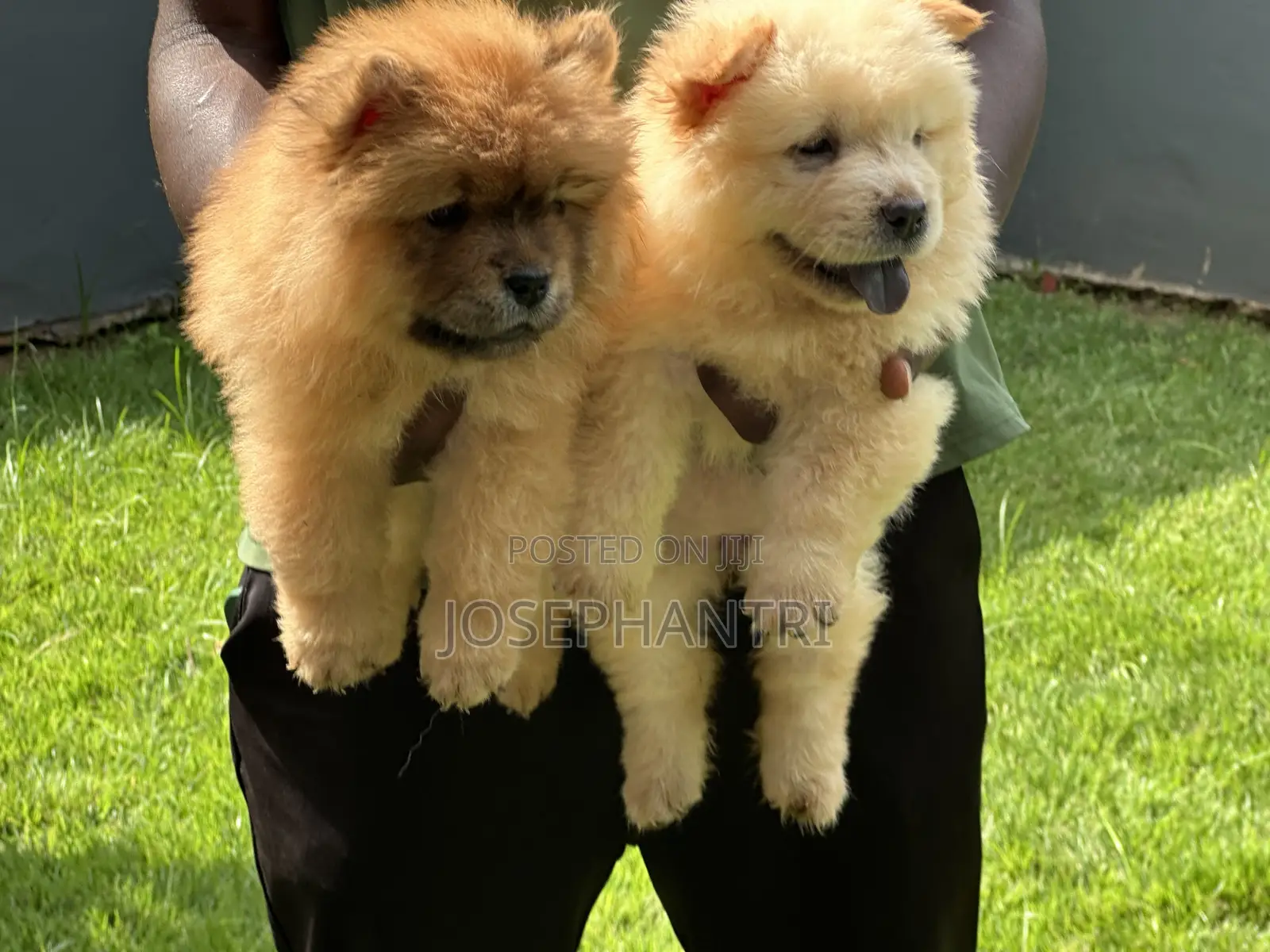 1-3 months Female Purebred Chow Chow