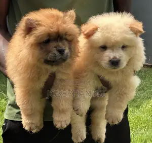 1-3 months Female Purebred Chow Chow
