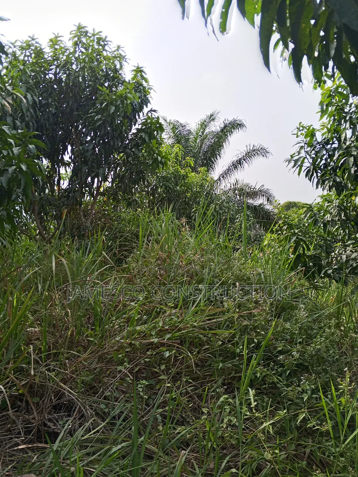 Mango and Coconut Farms for Sale