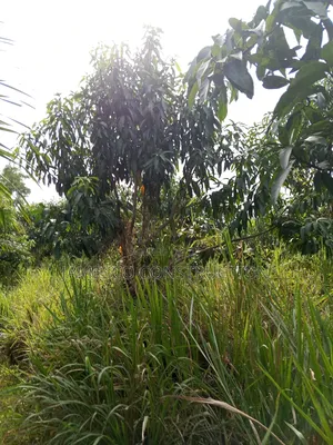 Mango and Coconut Farms for Sale
