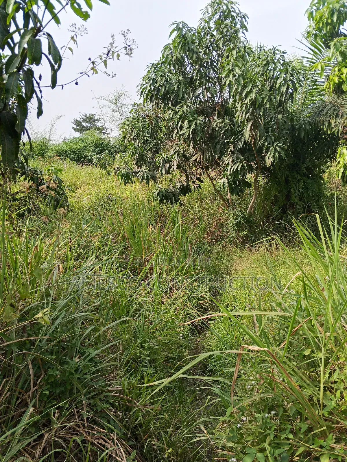 Mango and Coconut Farms for Sale