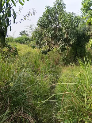 Mango and Coconut Farms for Sale