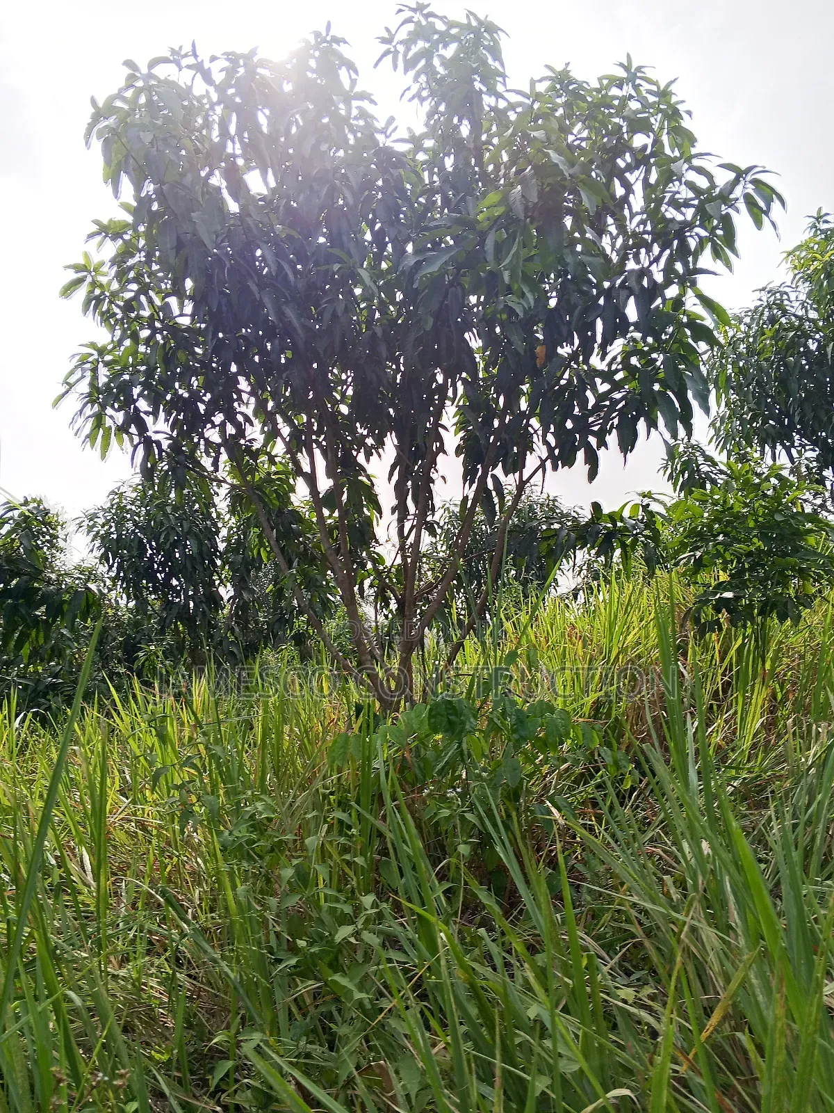 Mango and Coconut Farms for Sale