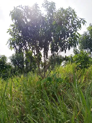 Mango and Coconut Farms for Sale