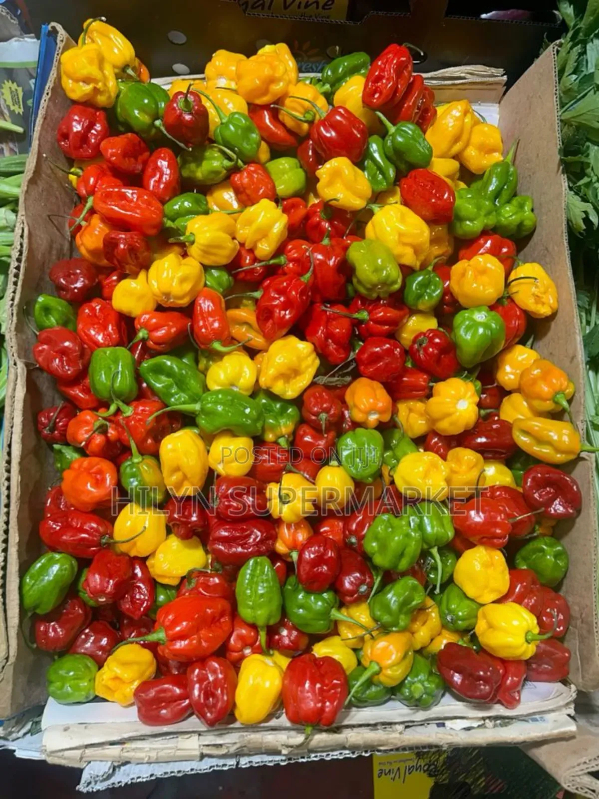 Fresh Habanero Pepper (Kpakpo Shito)