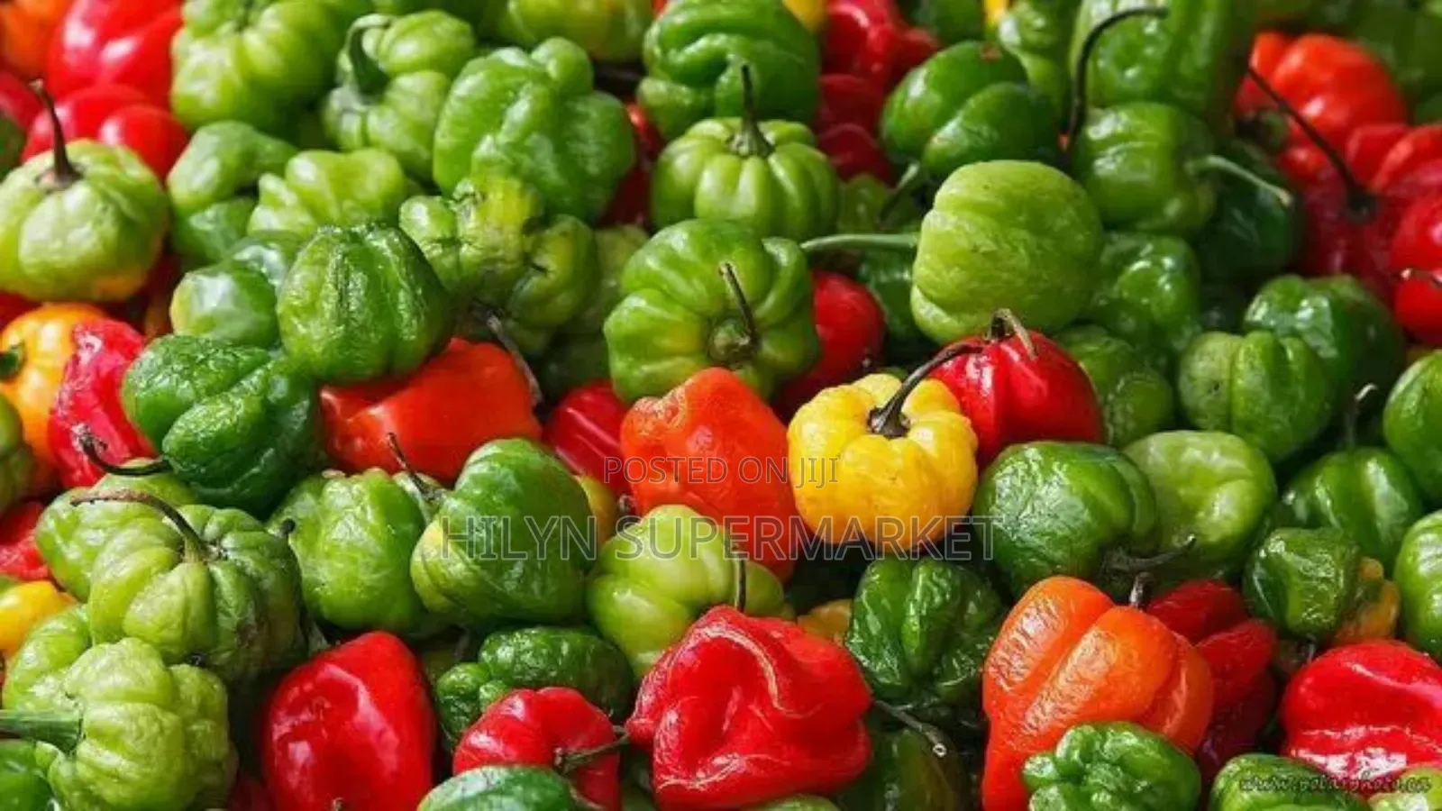 Fresh Habanero Pepper (Kpakpo Shito)