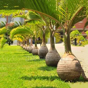 Bottle Palm
