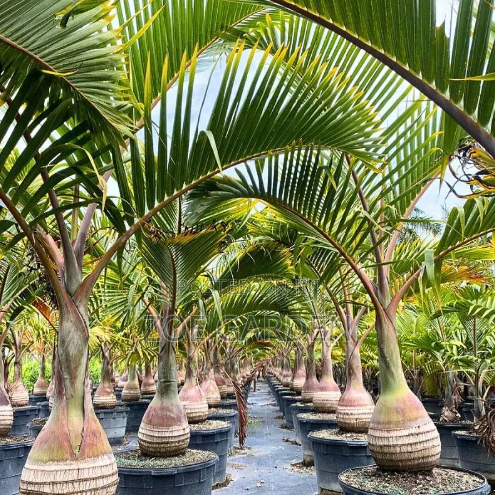 Bottle Palm
