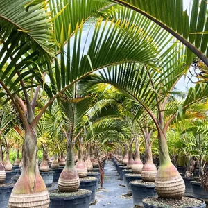 Bottle Palm