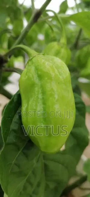 Habanero Pepper Seedlings (72 Pieces Per Seed Tray)