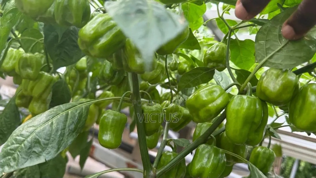Habanero Pepper Seedlings (72 Pieces Per Seed Tray)