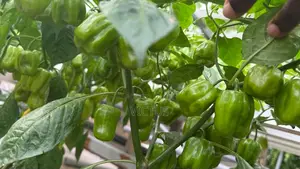 Habanero Pepper Seedlings (72 Pieces Per Seed Tray)