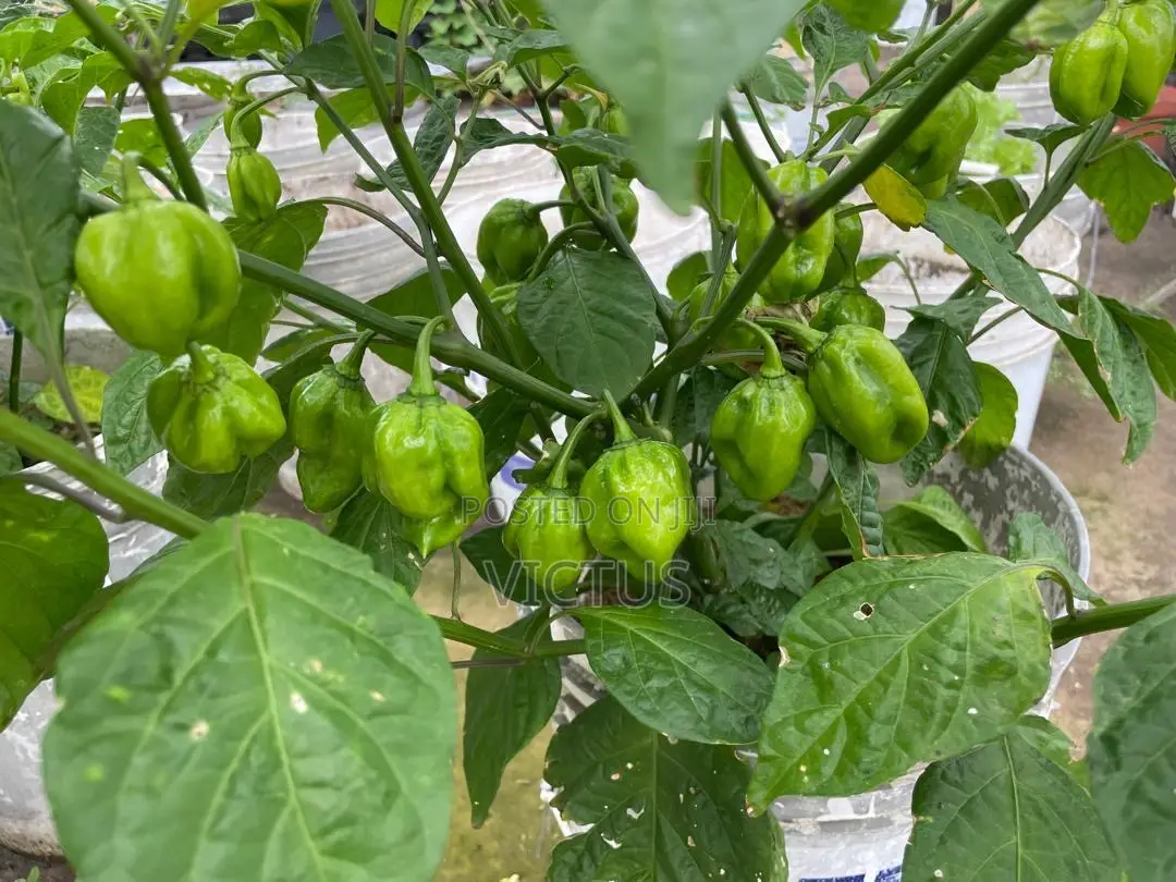 Habanero Pepper Seedlings (72 Pieces Per Seed Tray)