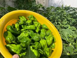 Habanero Pepper Seedlings (72 Pieces Per Seed Tray)
