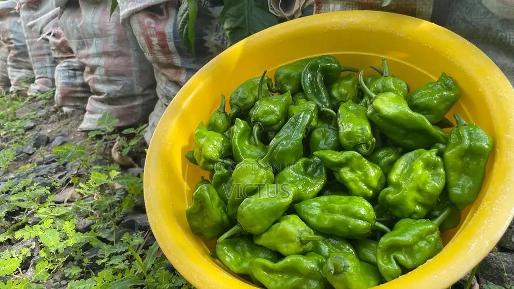 Habanero Pepper Seedlings (72 Pieces Per Seed Tray)