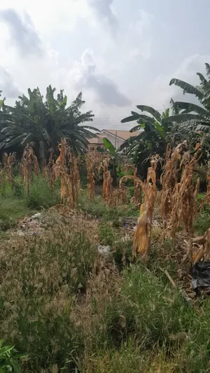A Plot of Land for Sale at New Legon