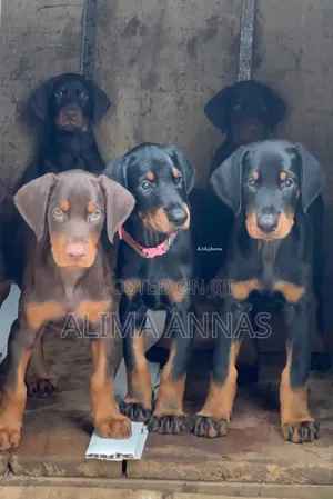 3-6 months Male Purebred Doberman Pinscher
