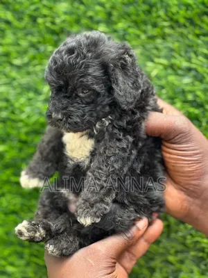 1-3 months Male Purebred Poodle