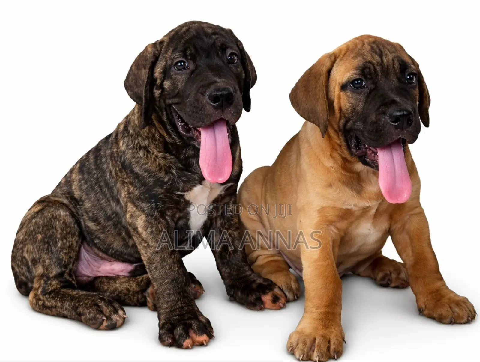 1-3 months Male Purebred Boerboel