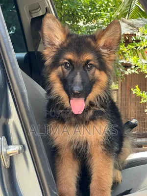 1-3 months Male Purebred German Shepherd
