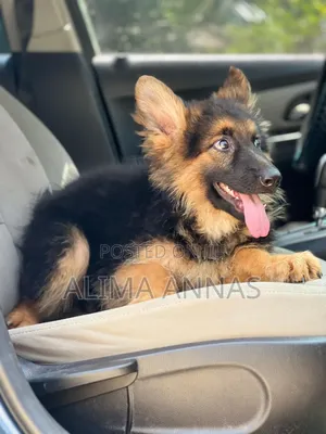 1-3 months Male Purebred German Shepherd