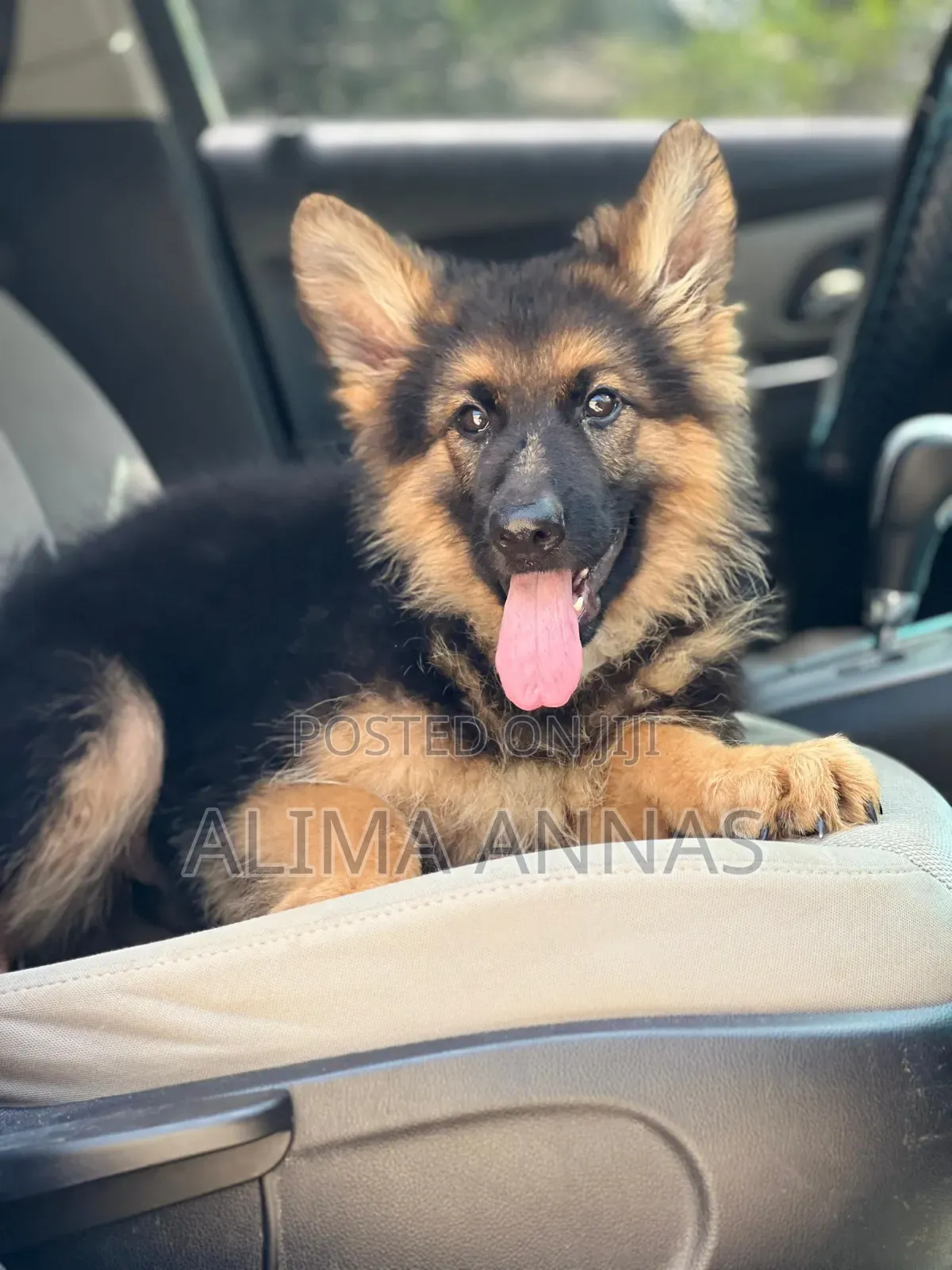 1-3 months Male Purebred German Shepherd