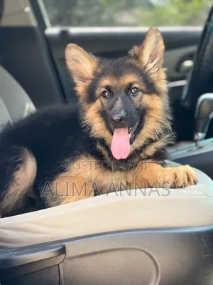 1-3 months Male Purebred German Shepherd