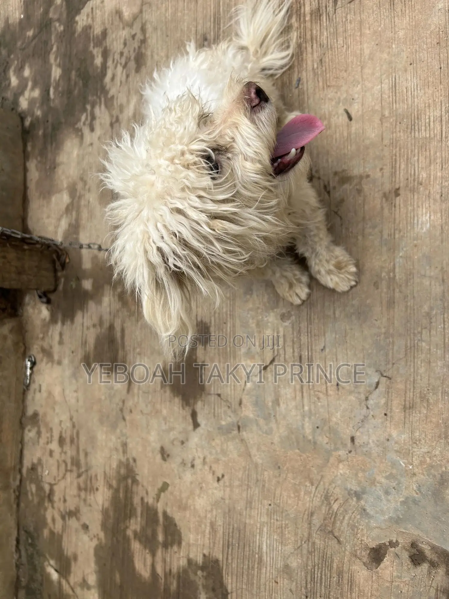 6-12 months Male Purebred Maltese