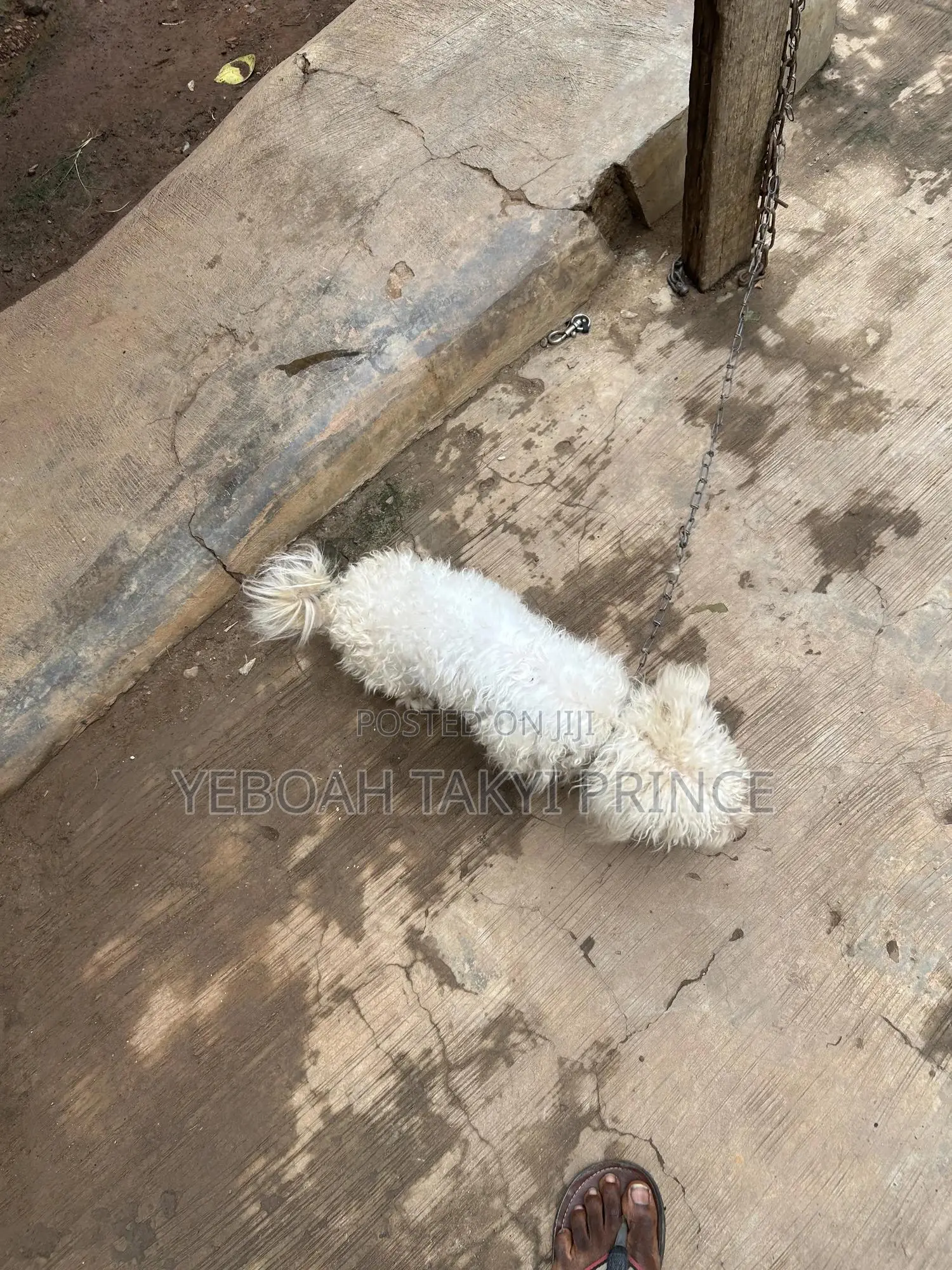 6-12 months Male Purebred Maltese