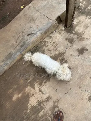 6-12 months Male Purebred Maltese
