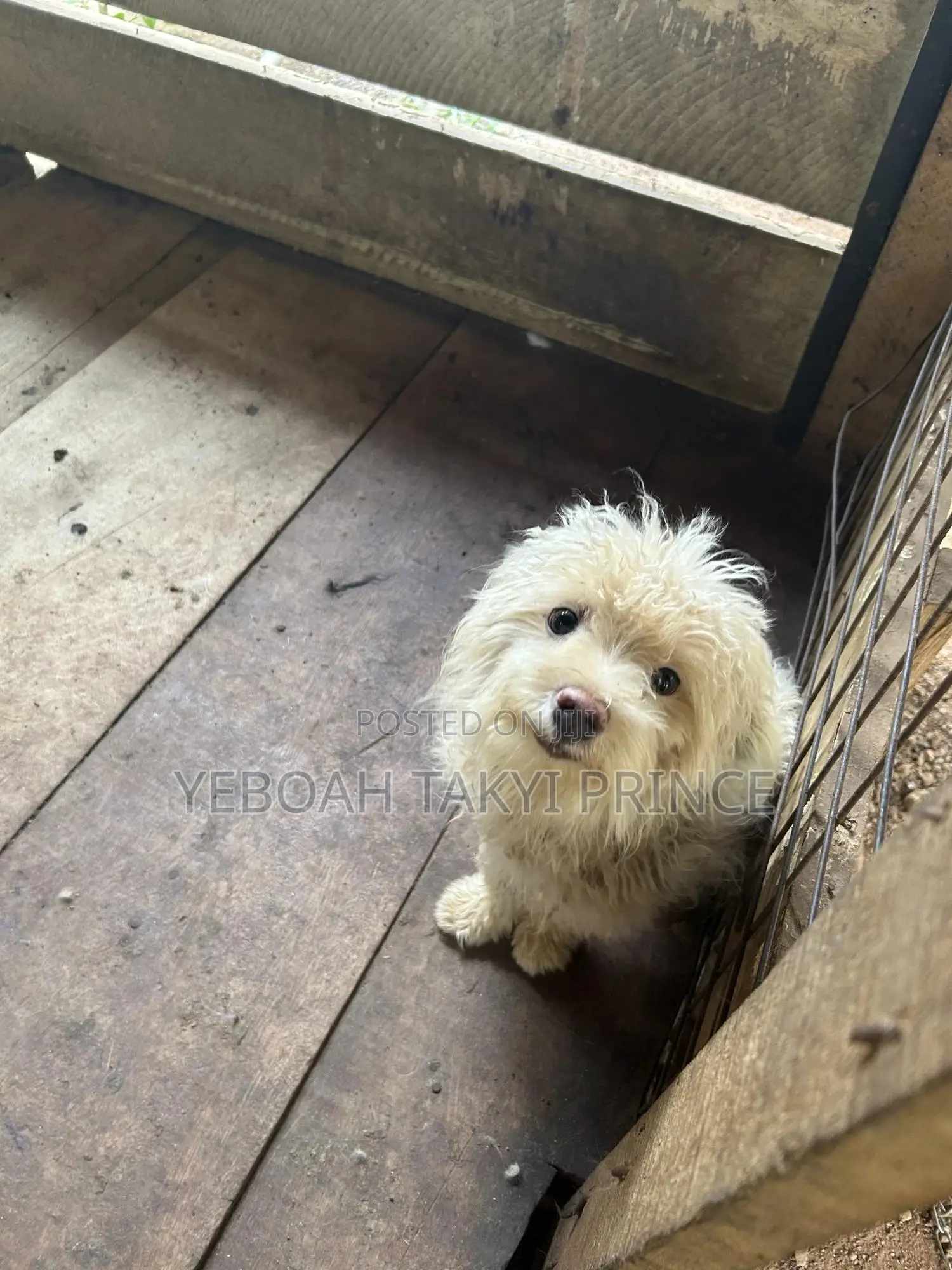 6-12 months Male Purebred Maltese