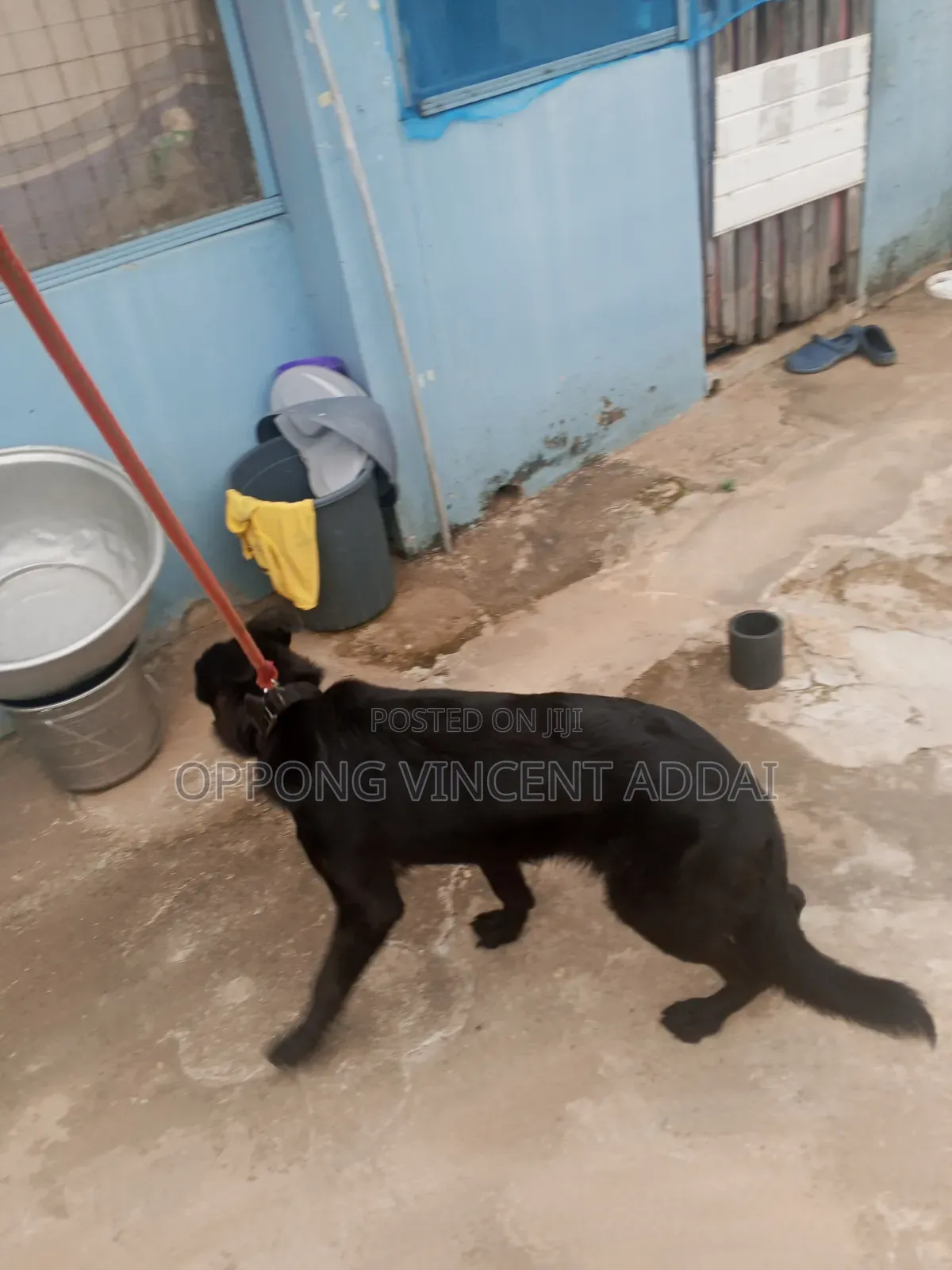 6-12 months Female Purebred German Shepherd