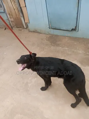6-12 months Female Purebred German Shepherd