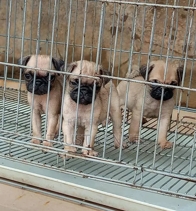 1-3 months Male Purebred Pug