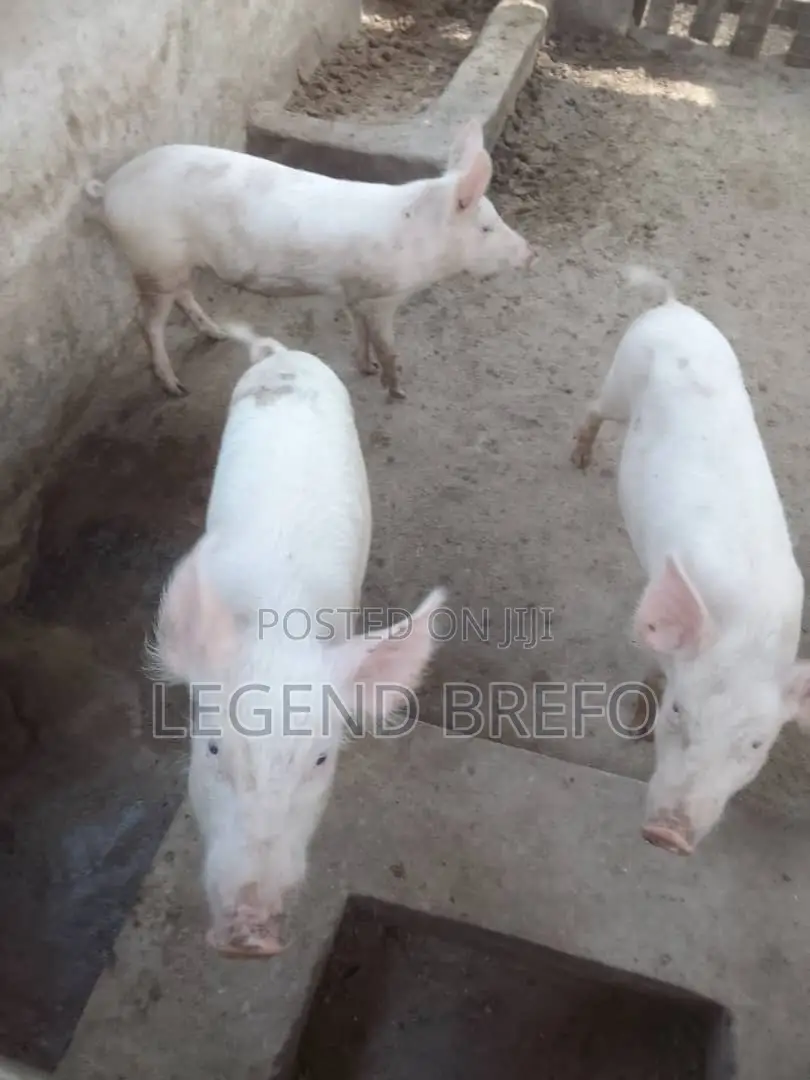Ogyedu Farms