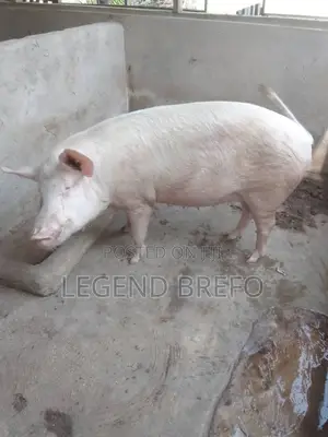 Ogyedu Farms