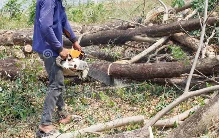 Tree Cutting / Hiring of Chain Saw Machine Services