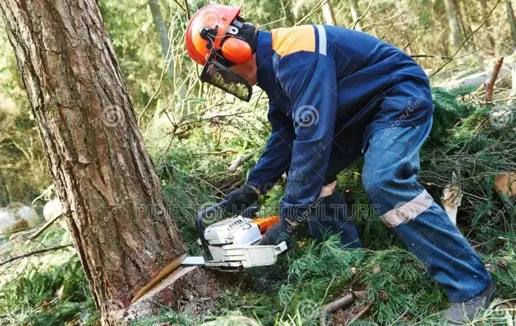 Tree Cutting / Hiring of Chain Saw Machine Services