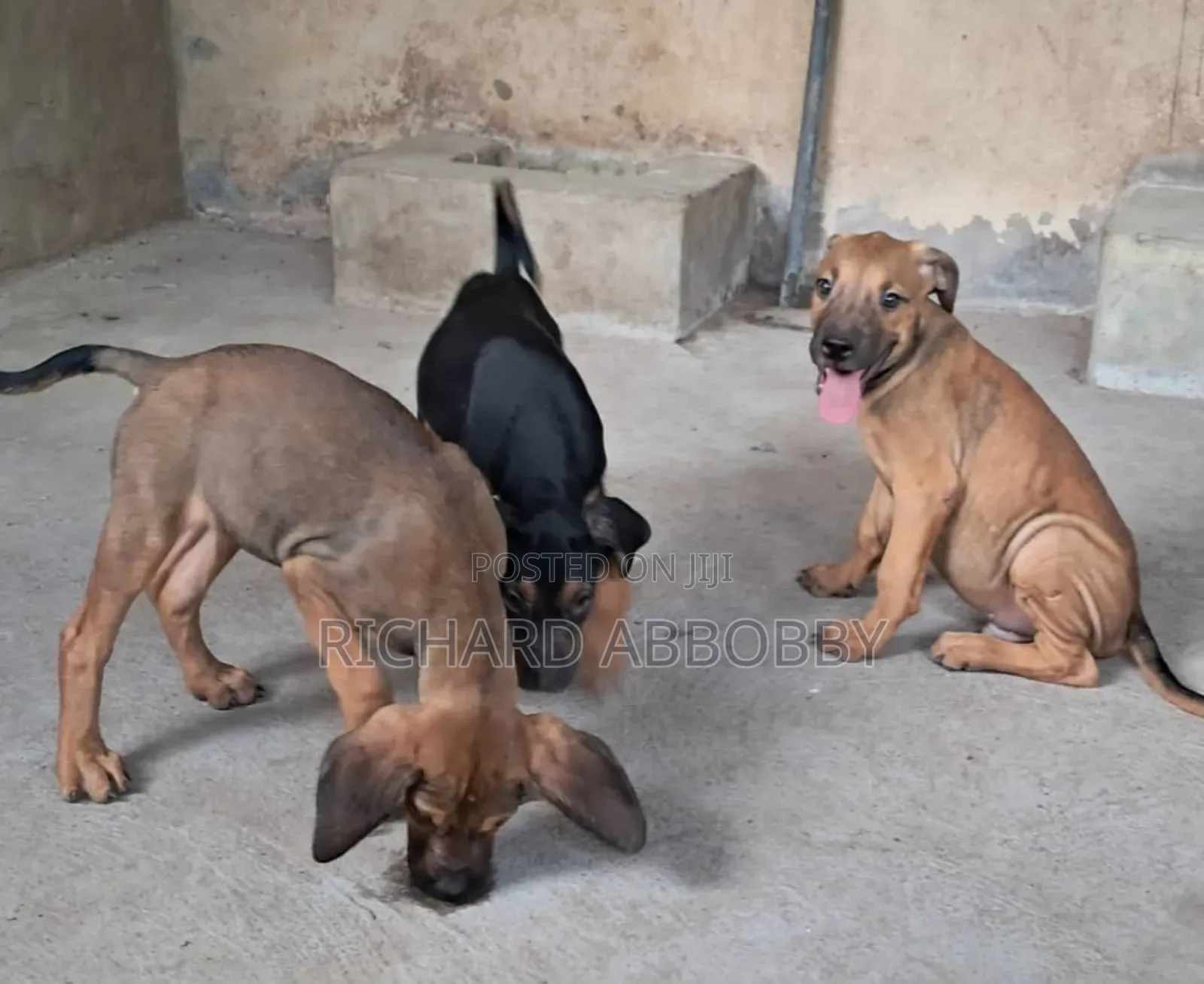 1-3 months Male Mixed Breed Boerboel