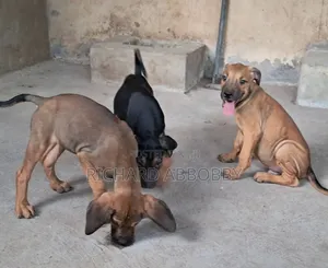 1-3 months Male Mixed Breed Boerboel