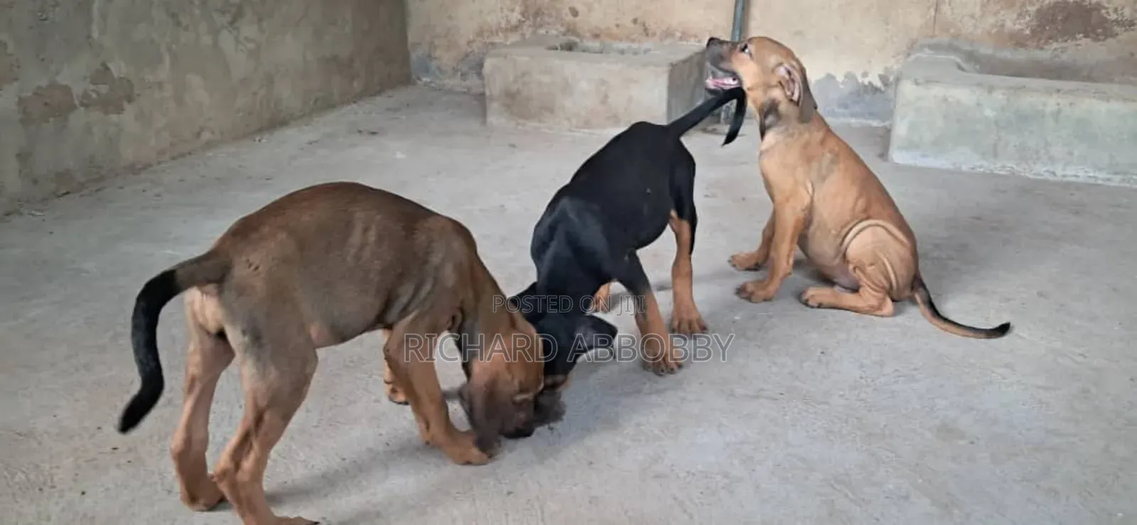 1-3 months Male Mixed Breed Boerboel