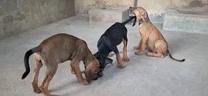 1-3 months Male Mixed Breed Boerboel