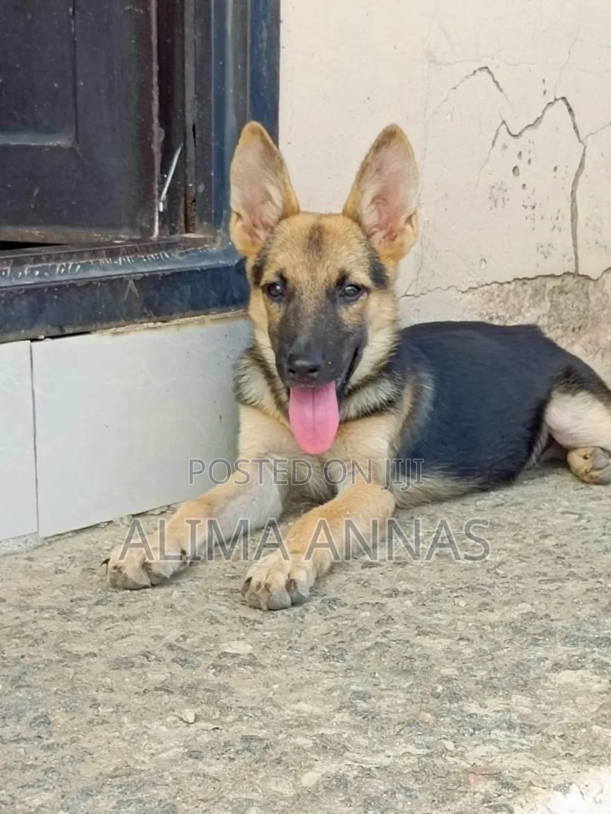 3-6 months Male Purebred German Shepherd